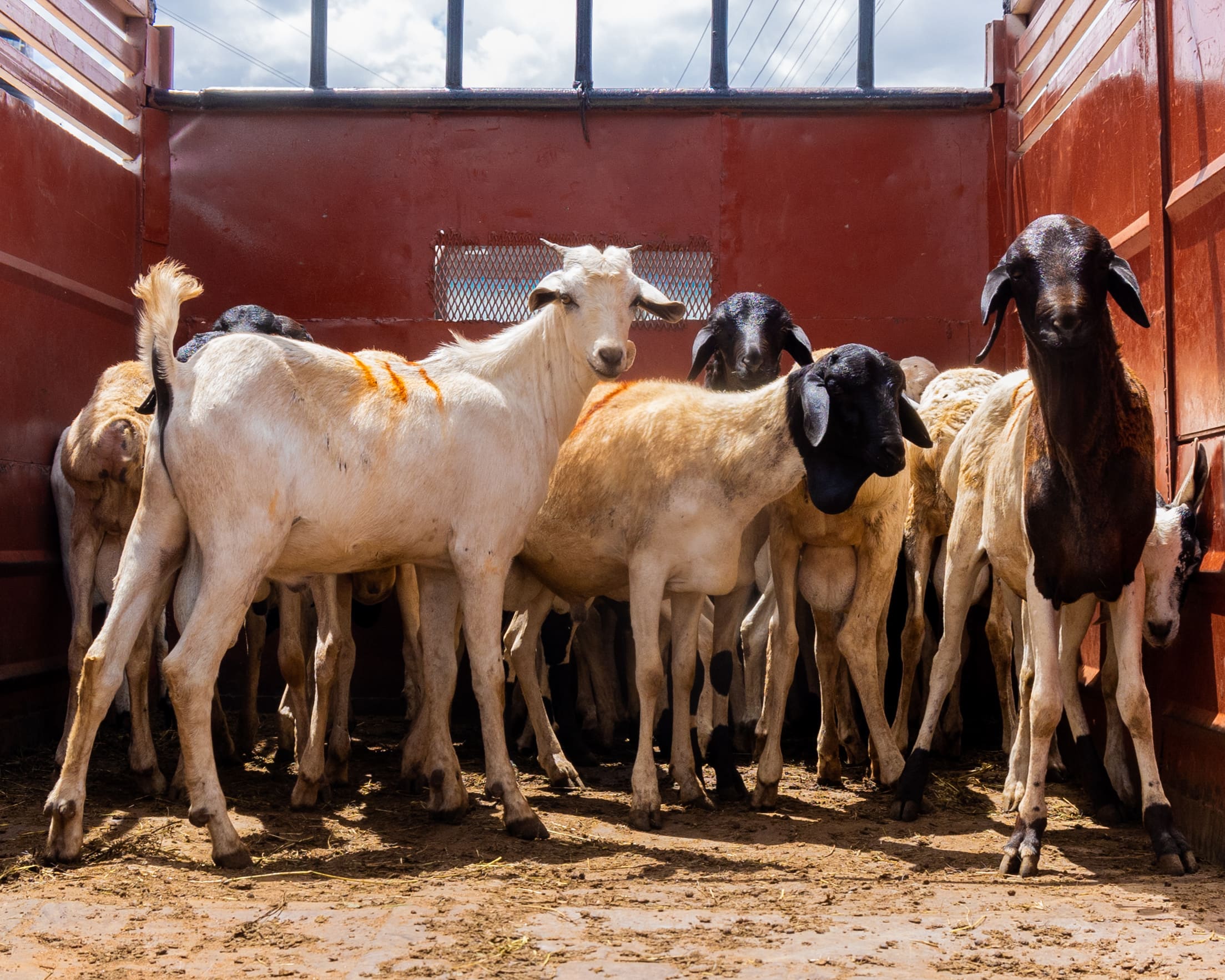 Qurbani Banner
